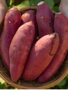 Know 10 things about sweet potato (2)