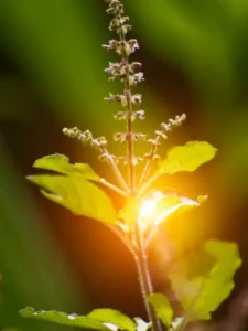 save Tulsi plant in summer (2)