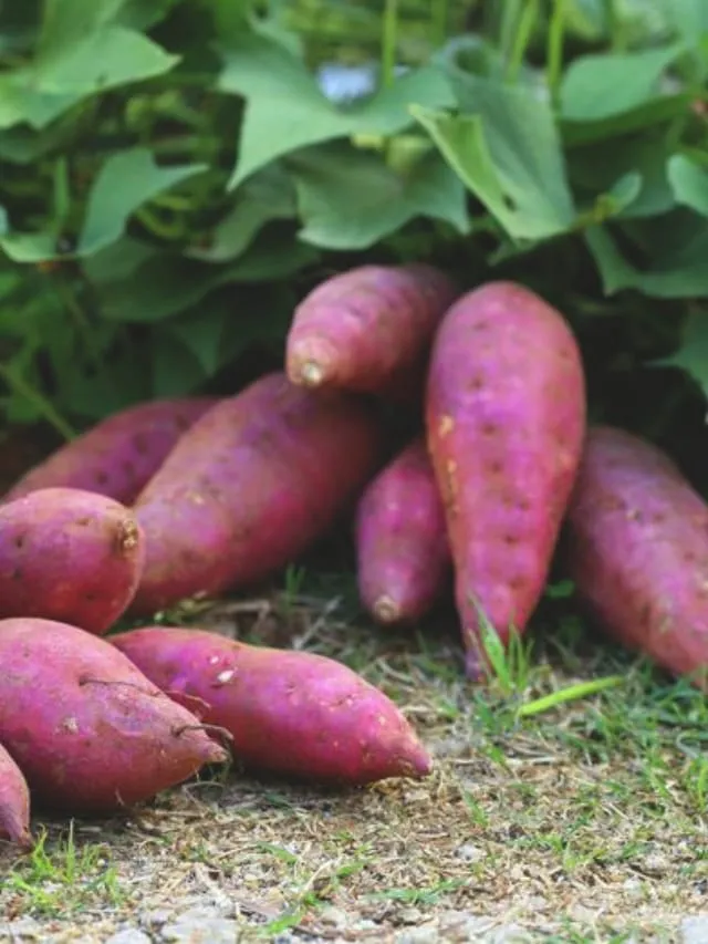 Know 10 things about sweet potato